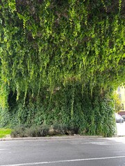 beautiful plants under the bridge