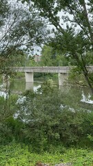 concrete bridge in the woods