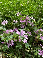 pink and white flowers