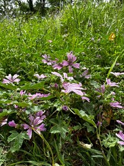 pink flowers in a garden