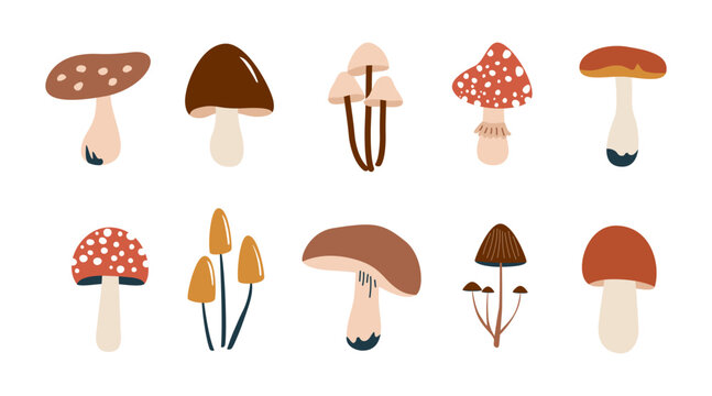 Simple flat set of various mushrooms