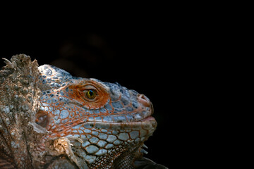 This striking photograph captures an Iguana lizard basking in its tropical environment. The lizard's textured scales, vibrant green color, and calm posture are beautifully highlighted