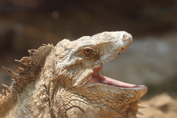 This striking photograph captures an Iguana lizard basking in its tropical environment. The lizard's textured scales, vibrant green color, and calm posture are beautifully highlighted
