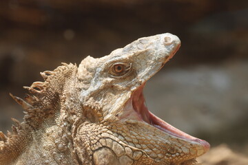 This striking photograph captures an Iguana lizard basking in its tropical environment. The lizard's textured scales, vibrant green color, and calm posture are beautifully highlighted