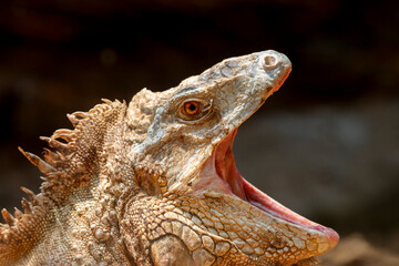 This striking photograph captures an Iguana lizard basking in its tropical environment. The lizard's textured scales, vibrant green color, and calm posture are beautifully highlighted
