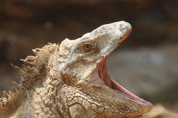 This striking photograph captures an Iguana lizard basking in its tropical environment. The lizard's textured scales, vibrant green color, and calm posture are beautifully highlighted