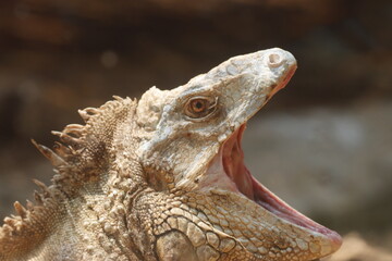 Obraz premium This striking photograph captures an Iguana lizard basking in its tropical environment. The lizard's textured scales, vibrant green color, and calm posture are beautifully highlighted