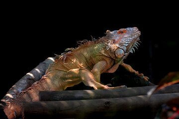 This striking photograph captures an Iguana lizard basking in its tropical environment. The lizard's textured scales, vibrant green color, and calm posture are beautifully highlighted