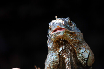 This striking photograph captures an Iguana lizard basking in its tropical environment. The lizard's textured scales, vibrant green color, and calm posture are beautifully highlighted