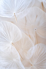 dandelion seed head