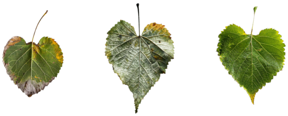 Heart-Shaped Leaves: A Trio of Heart-Shaped Leaves in Various Stages of Growth - From Yellowing to Lush Green, Isolated on a White Background.  transparent background