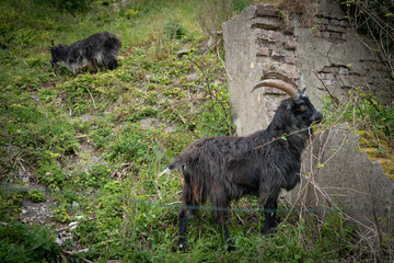 A goat in a park in the north of france