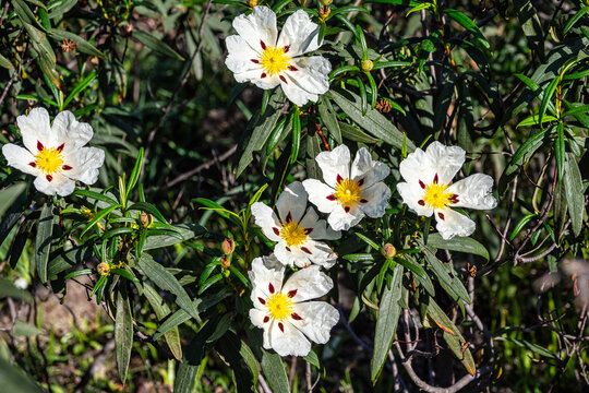 Cistus ladanifer, Rockrose or Labdanum at the Archaeological Circuit in Vale Fuzeiros at Vilarinha, Algarve, Portugal.