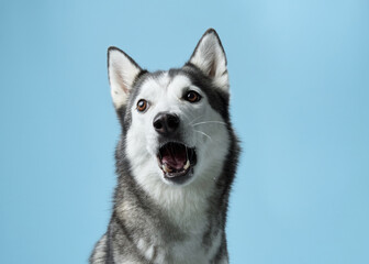 A Siberian Husky dog, mouth agape and eyes alight, catches a treat against a soft blue sky-like background. The snapshot captures the dog eager anticipation and joyful expression mid-action