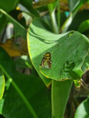 Fototapeta premium green butterfly on a leaf