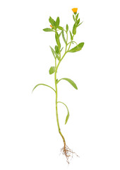 Field marigold plant isolated on white background, Calendula arvensis