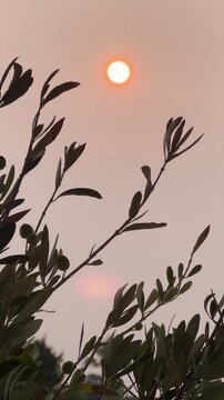 Leaves tree close up sunrise in background.