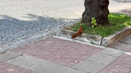 Red squirrel runs along a cobblestone street after leaving its tree, showcasing urban wildlife in a sunny setting - Powered by Adobe