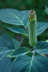 Splendor of flower bud; Brazil's white angel trumpet, angel's tears or snowy angel's trumpet; Brugmansia Suaveolens
