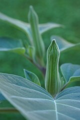 Obraz premium Splendor of flower buds; Brazil's white angel trumpet, angel's tears or snowy angel's trumpet; Brugmansia Suaveolens 