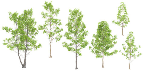 Italian alder Trees isolated on white background, tropical trees isolated used for design, advertising and architecture