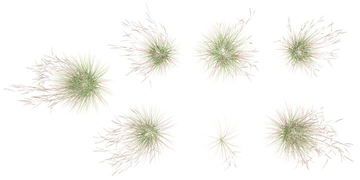 Littile bluestem with transparent background, 3D rendering, for illustration, digital composition, architecture visualization from top view