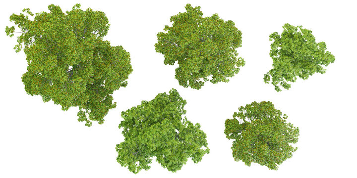 Ohio buckeye trees with transparent background, 3D rendering, for illustration, digital composition, architecture visualization,top view