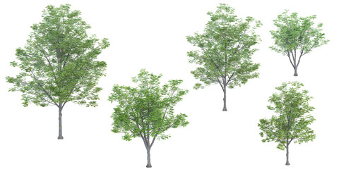 Ohio buckeye trees with transparent background, 3D rendering, for illustration, digital composition, architecture visualization