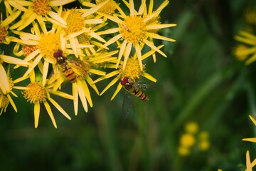 Hoverfly on a common yellow ragwort flower.