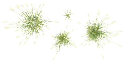 Obraz premium Reed canary grass isolated on white background, tropical trees isolated used for design, advertising and architecture,from top view