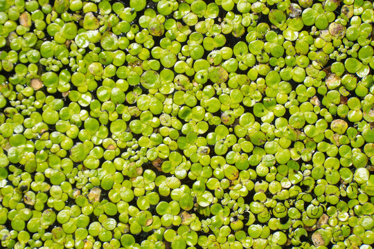 The surface of the lake is covered with green duckweed, background, texture