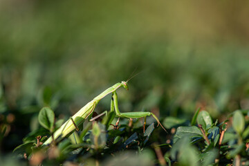 green praying mantis insect in nature