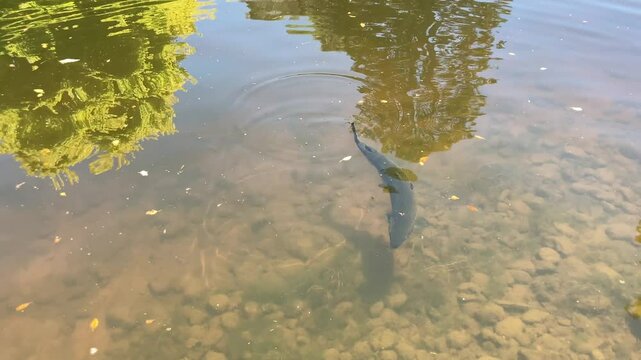 Large Atlantic salmon swimming in a river