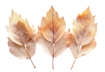 Dry pressed autumn leaves. Herbarium, autumn foliage on a transparent background.