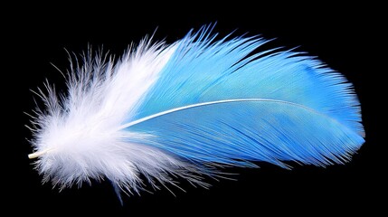Obraz premium A close-up of a blue and white bird's feather on a black background, with the reflection of its wing