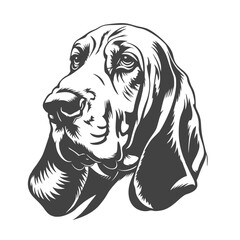beagle dog portrait, basset hound bread