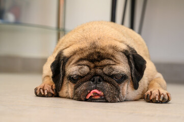 Portrait of Old pug resting