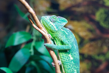 Yemen chameleon on a branch close-up. Chamaeleo calyptratus