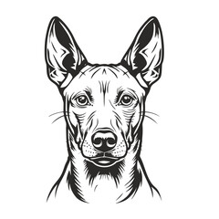 portrait of a dog, basenji bread