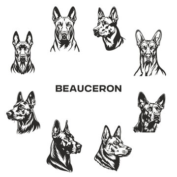 set of dogs, beauceron head vector