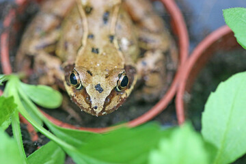 Toad in a flower pot