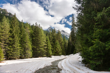 Fototapeta premium Mountain landscape near Demyanitsa hut in springtime during snowmelt. Route in fir forest against Gazei peak. Demyanishka river eco trail, Pirin national park, Bulgaria.