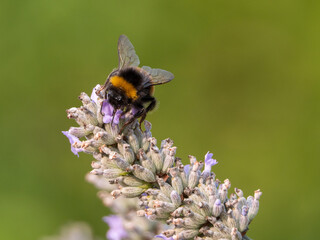 Abeille sur de la lavande