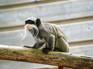 Petit singe