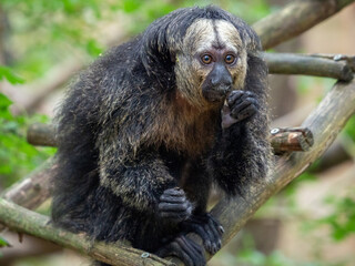 Joli singe