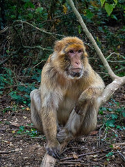 Singe