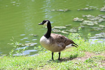 Goose on bank of pond lake river on sunny day