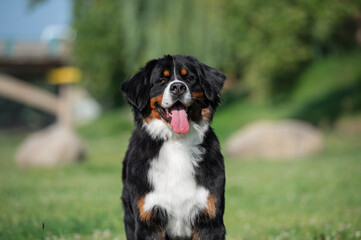 bernese mountain dog on a grass
