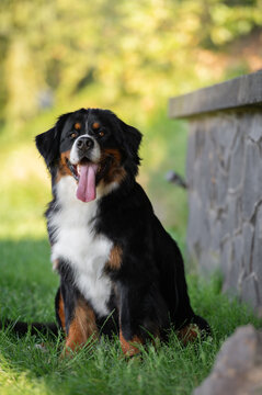 amazing portrait beautiful happy Bernese mountain dog in the park
