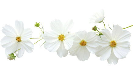 Obraz premium PNG Delicate white cosmos flowers arrangement